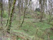 4.1.06 Dogwood & Alder Trail in Forest Park 019 